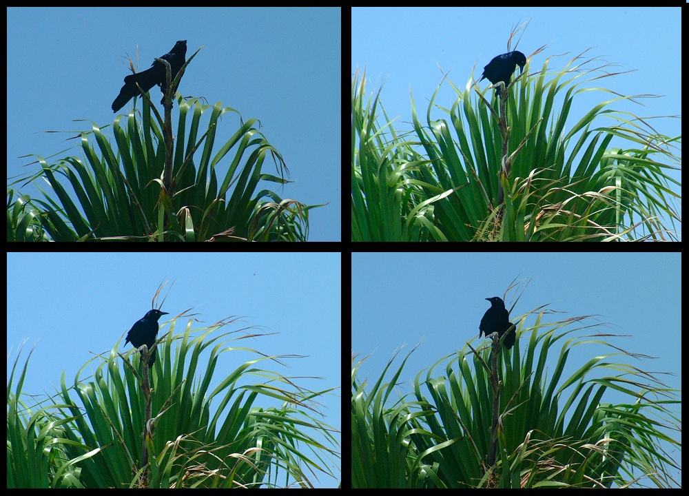 (03) crow montage.jpg   (1000x720)   347 Kb                                    Click to display next picture